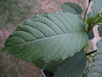 kratom for sale, powdered leaf in capsules